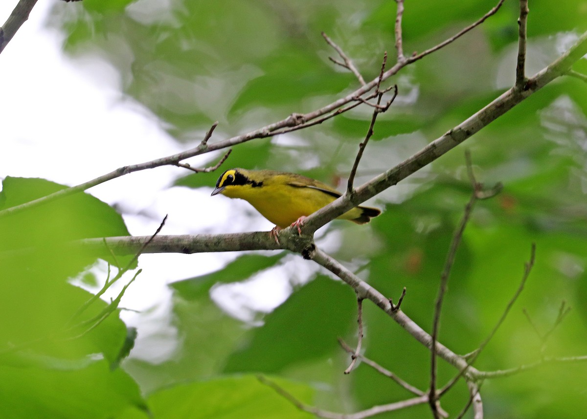 Kentucky Warbler - Noreen Baker