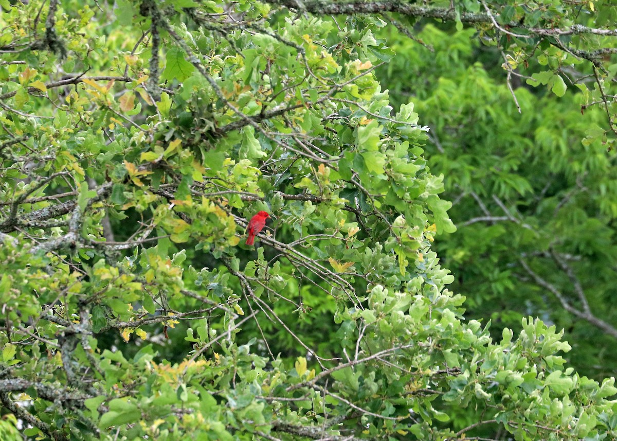 Summer Tanager - Noreen Baker