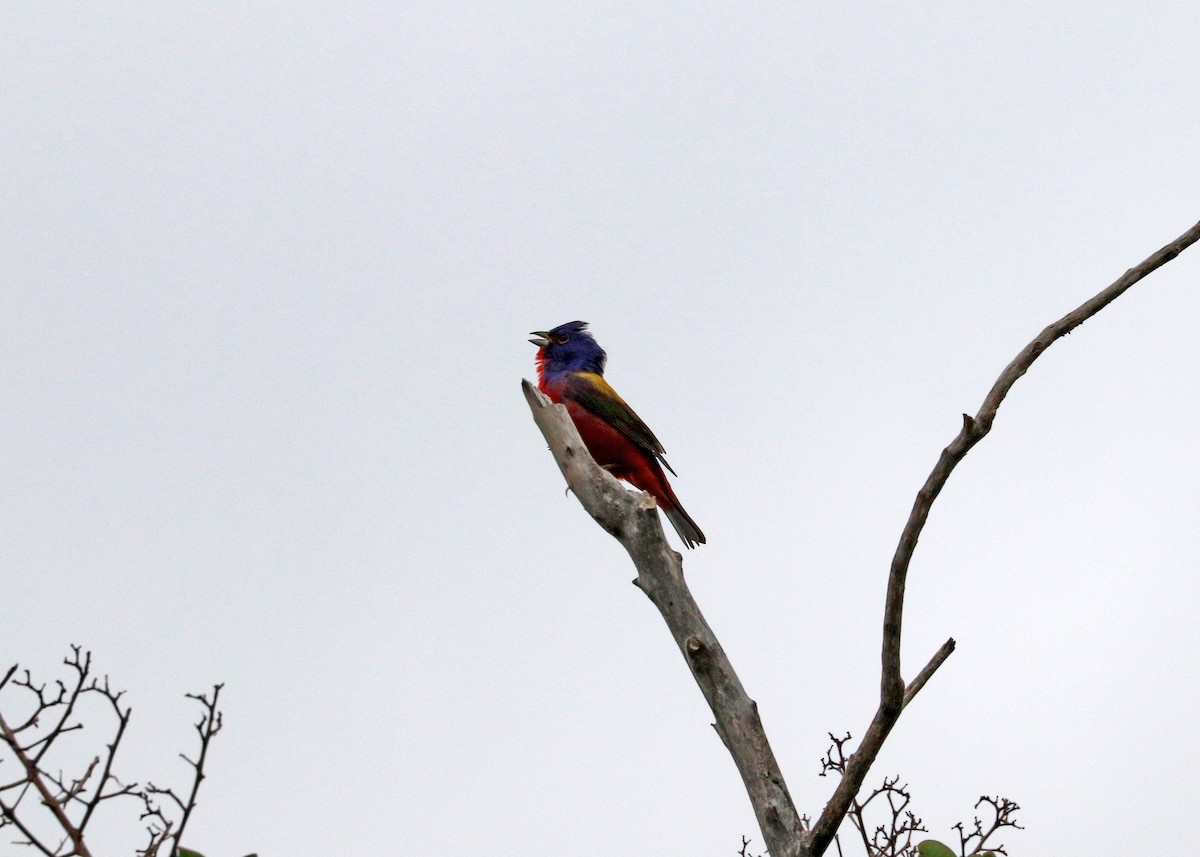 Painted Bunting - Noreen Baker