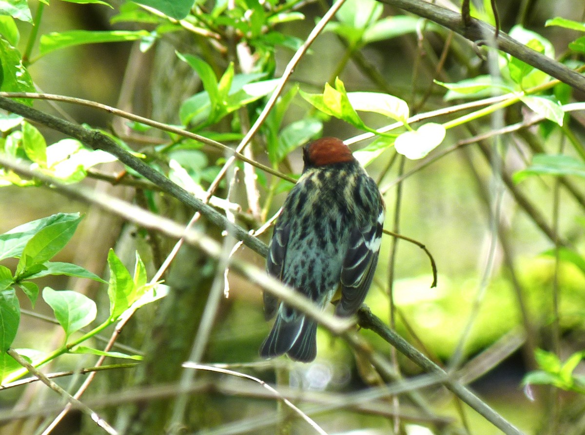 Bay-breasted Warbler - Tony Kurz