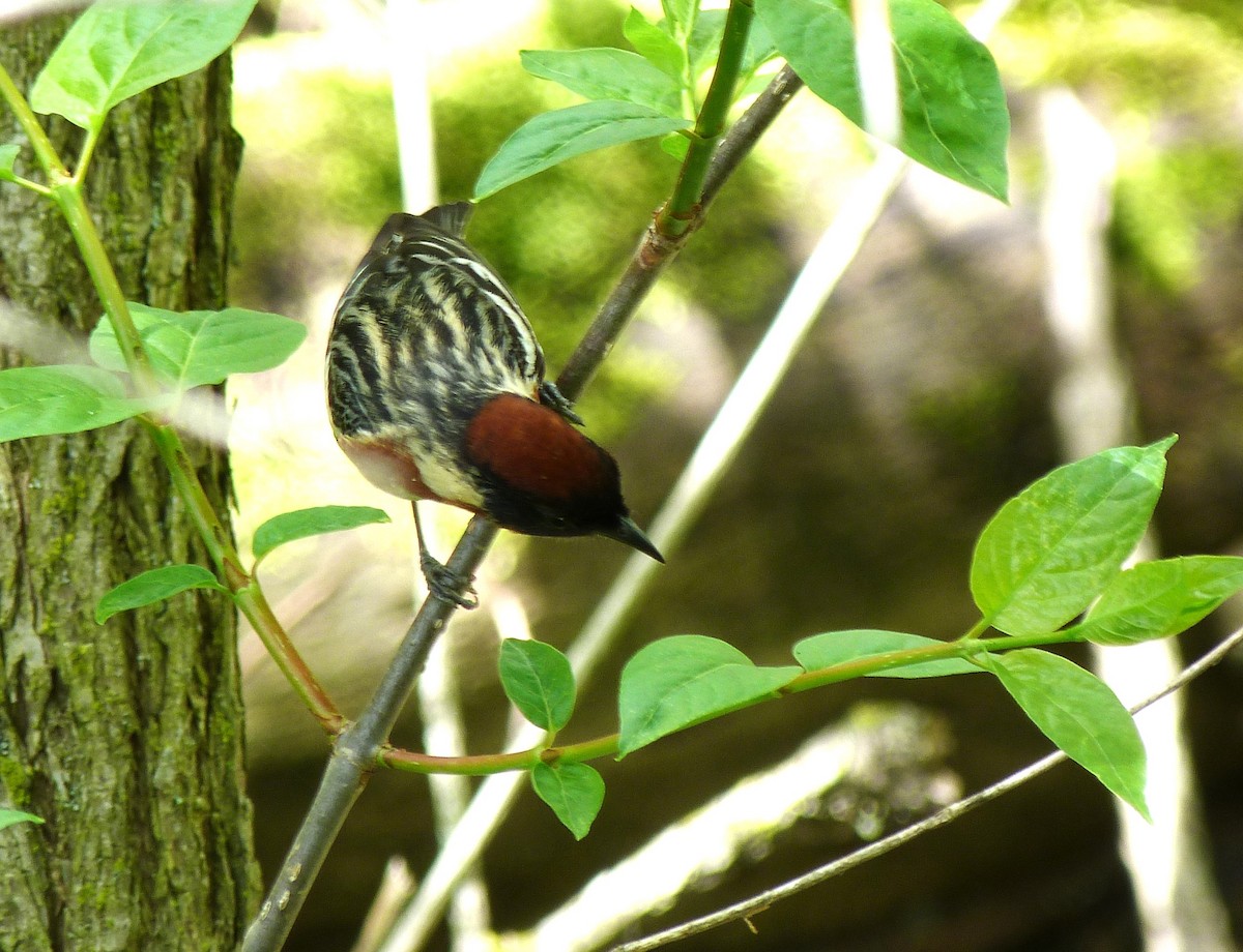Bay-breasted Warbler - Tony Kurz