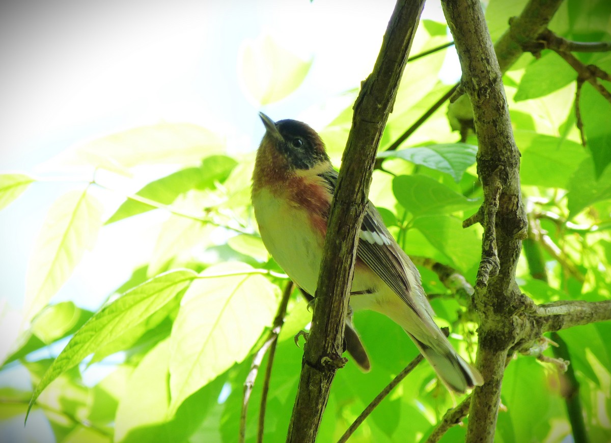 Bay-breasted Warbler - Tony Kurz