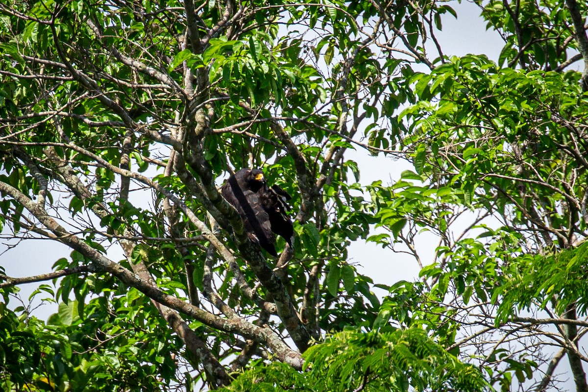 Common Black Hawk - ML619116958