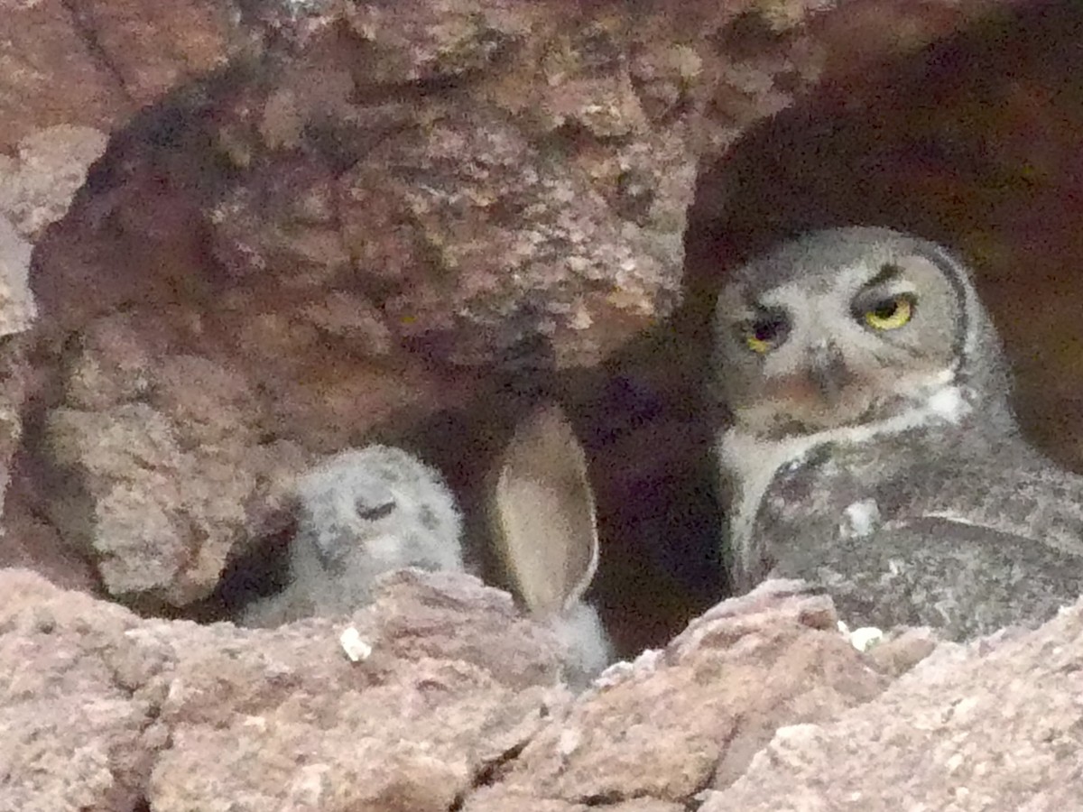 Great Horned Owl - Dennis Wolter