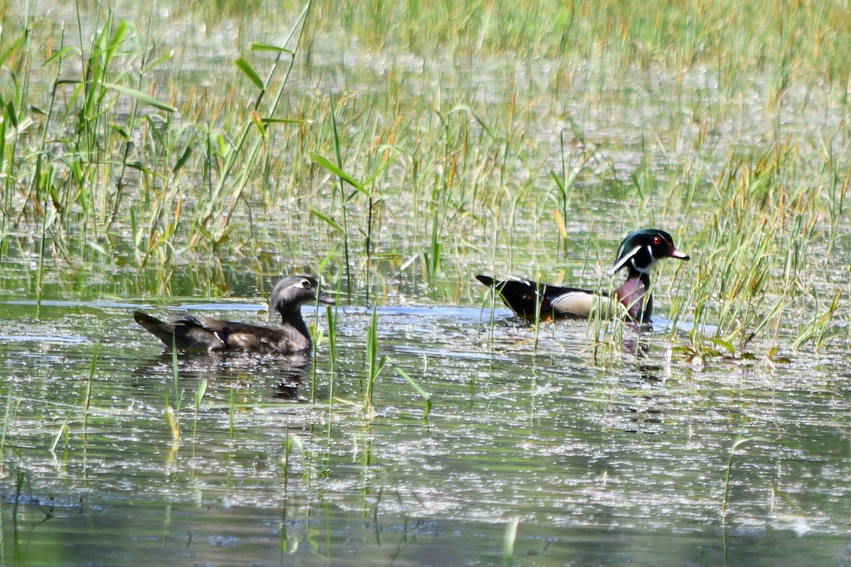 Wood Duck - Andrew Hovey