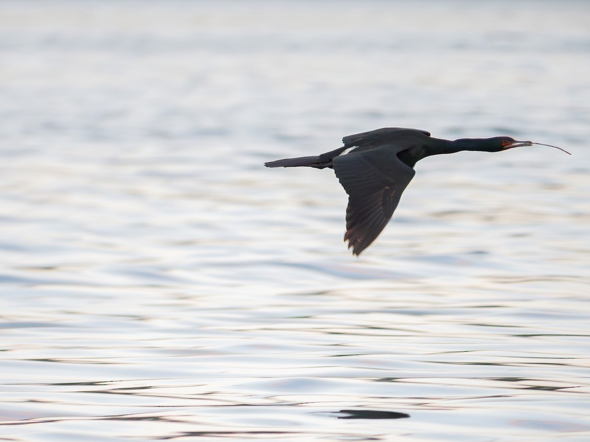 Pelagic Cormorant - varun tipnis