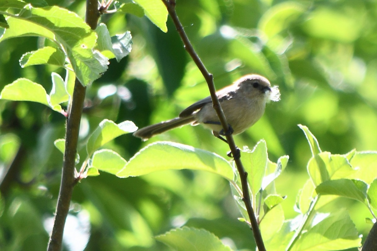 Bushtit - ML619116978