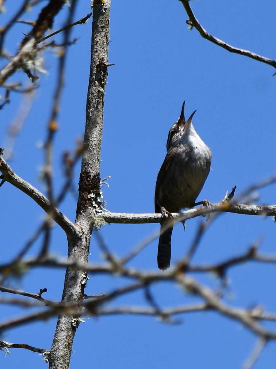 Bewick's Wren - Andrew Hovey