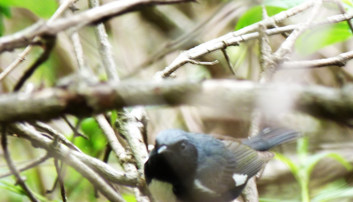 Black-throated Blue Warbler - Tony Kurz