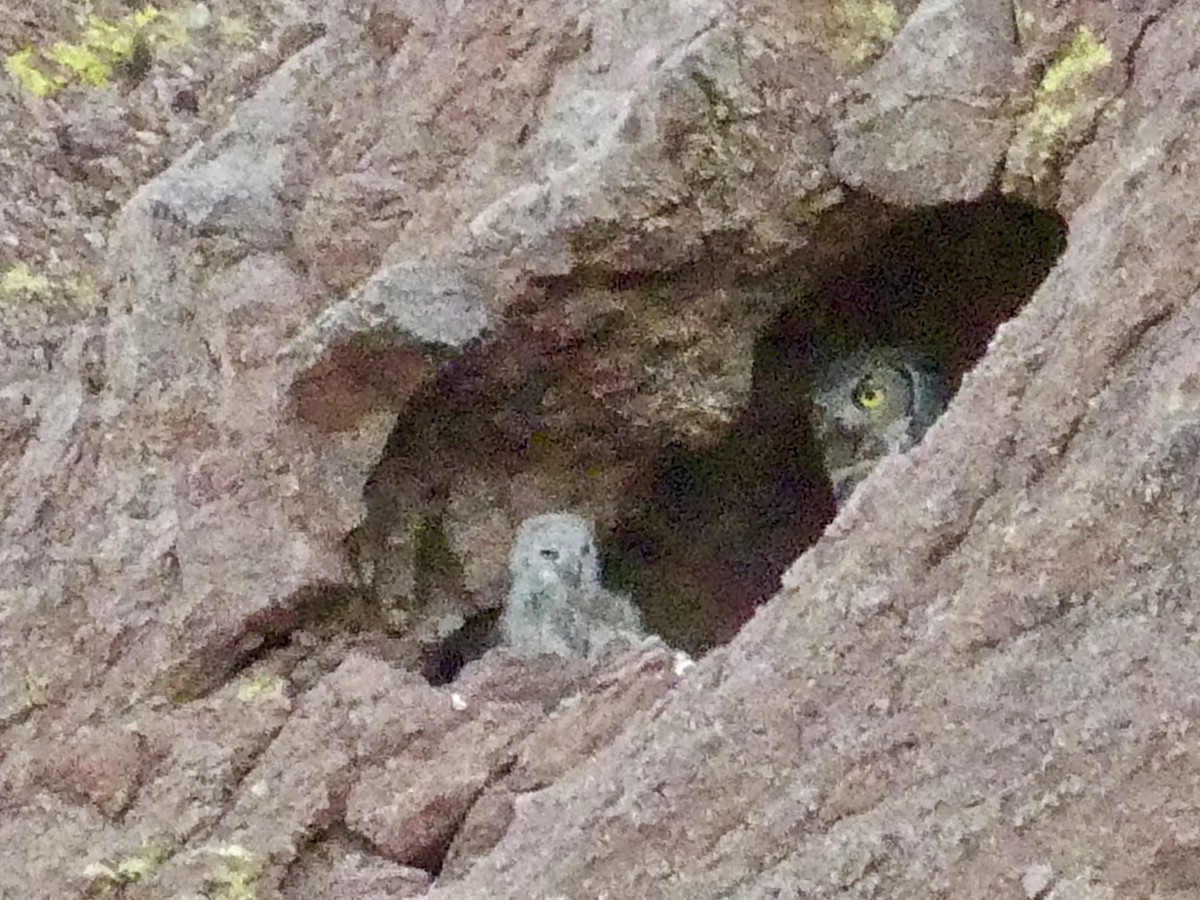 Great Horned Owl - Dennis Wolter