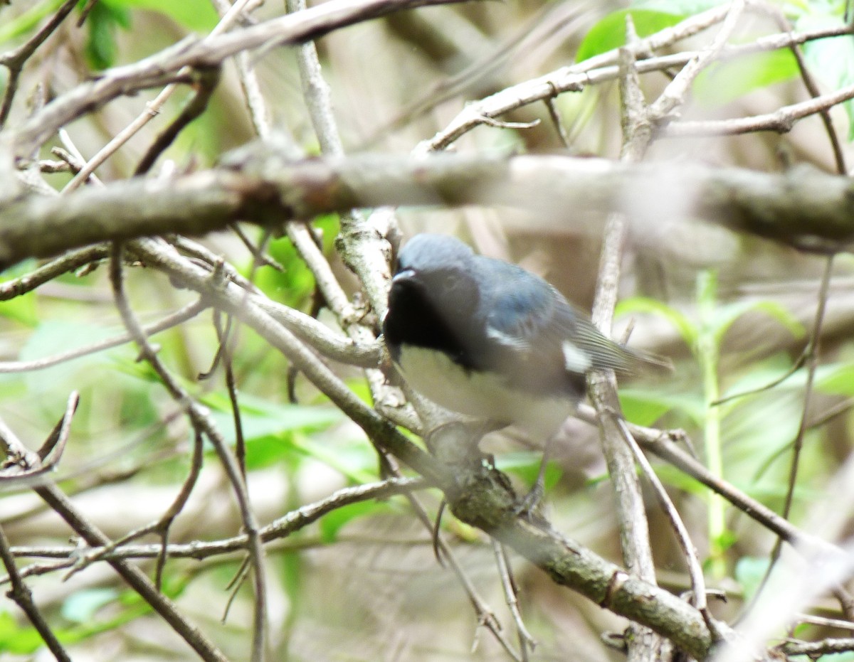 Black-throated Blue Warbler - Tony Kurz