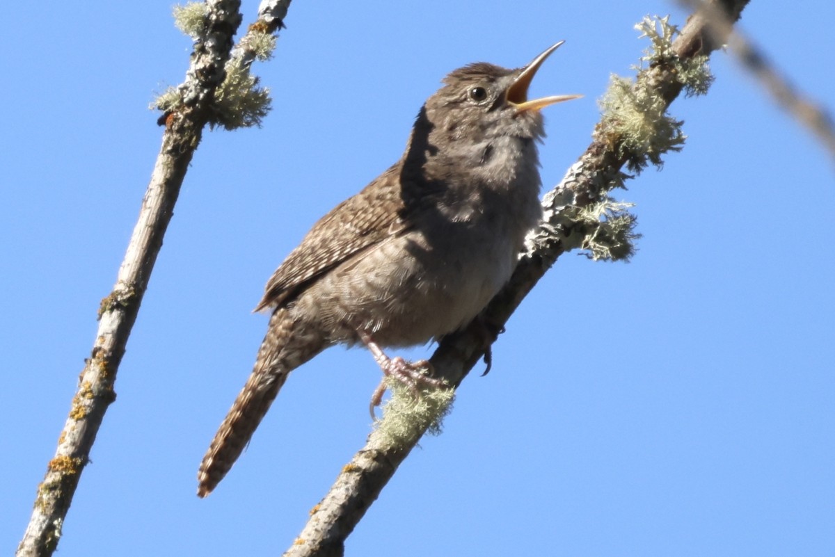 House Wren - Raphael Fennimore