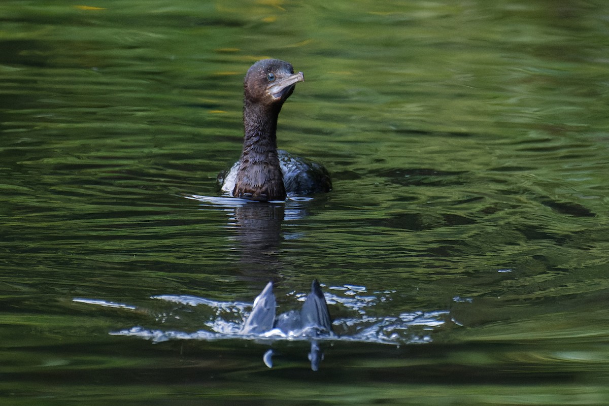 Little Black Cormorant - ML619117000