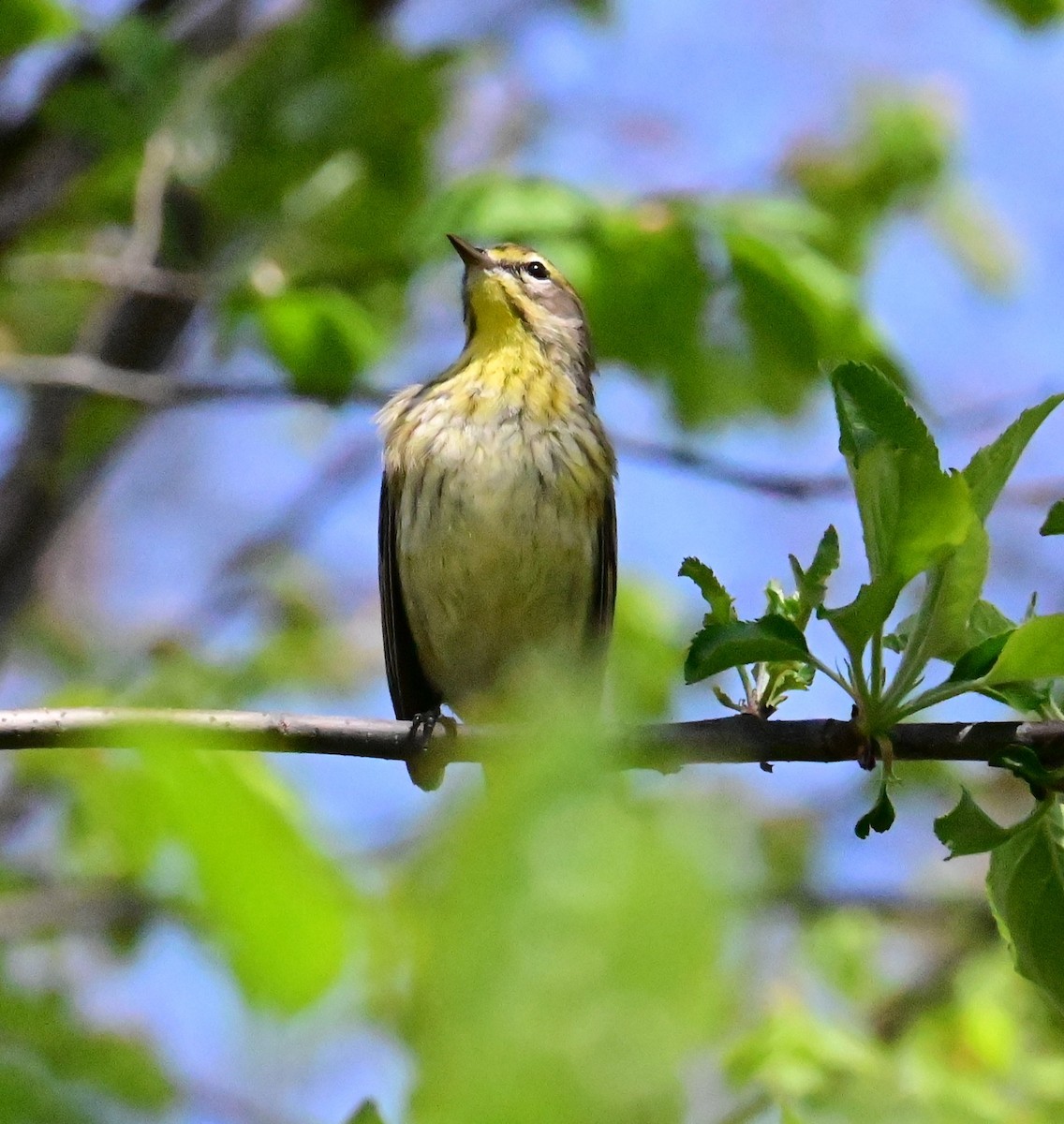 Palm Warbler - Nicolle and H-Boon Lee