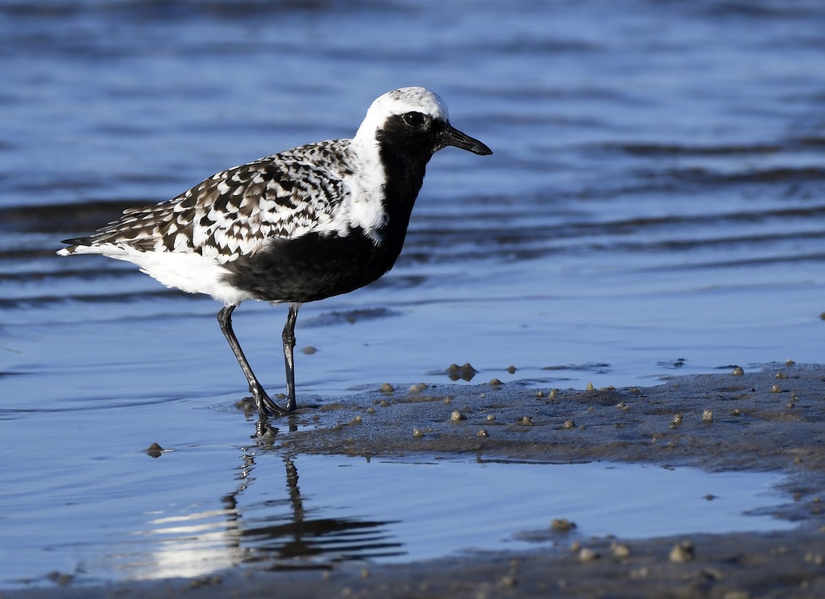 Black-bellied Plover - Marie Lehmann