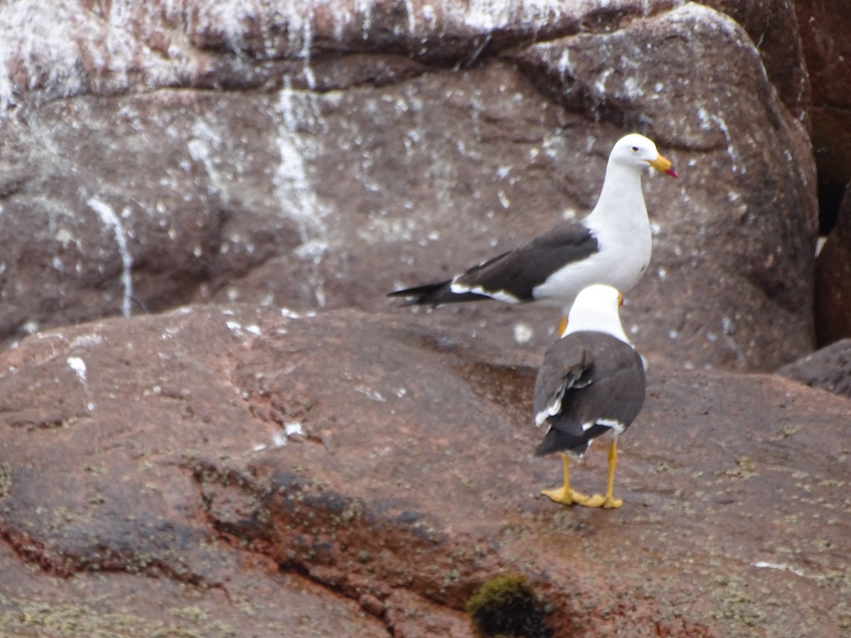 Belcher's Gull - Vianney Barajas