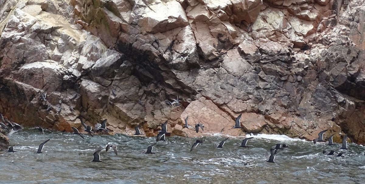 Inca Tern - ML619117023