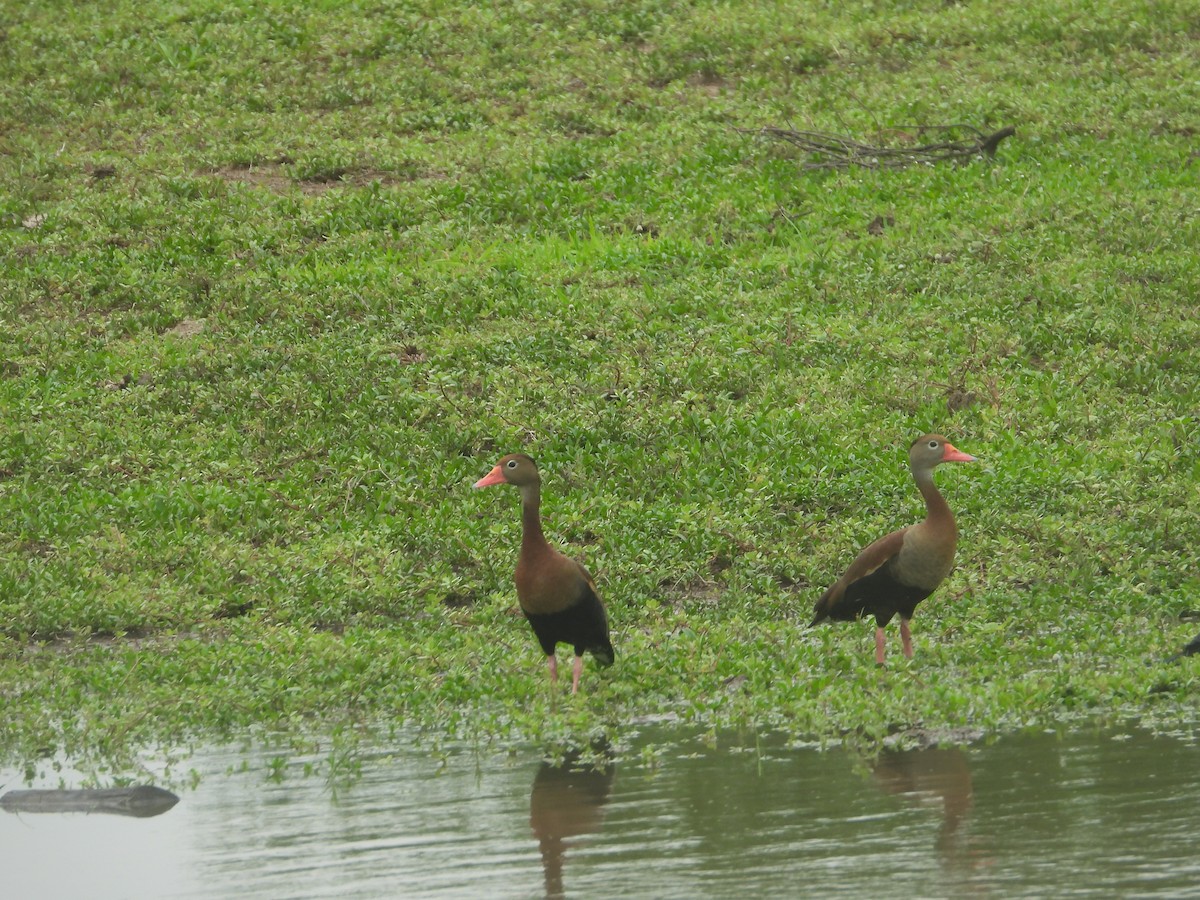 Black-bellied Whistling-Duck - Jose Fernando Sanchez O.