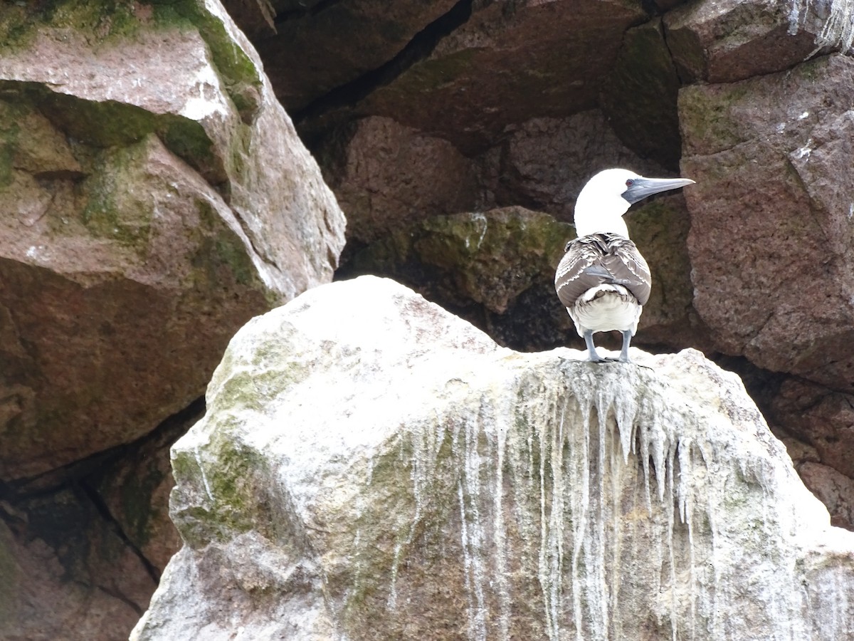 Peruvian Booby - ML619117030