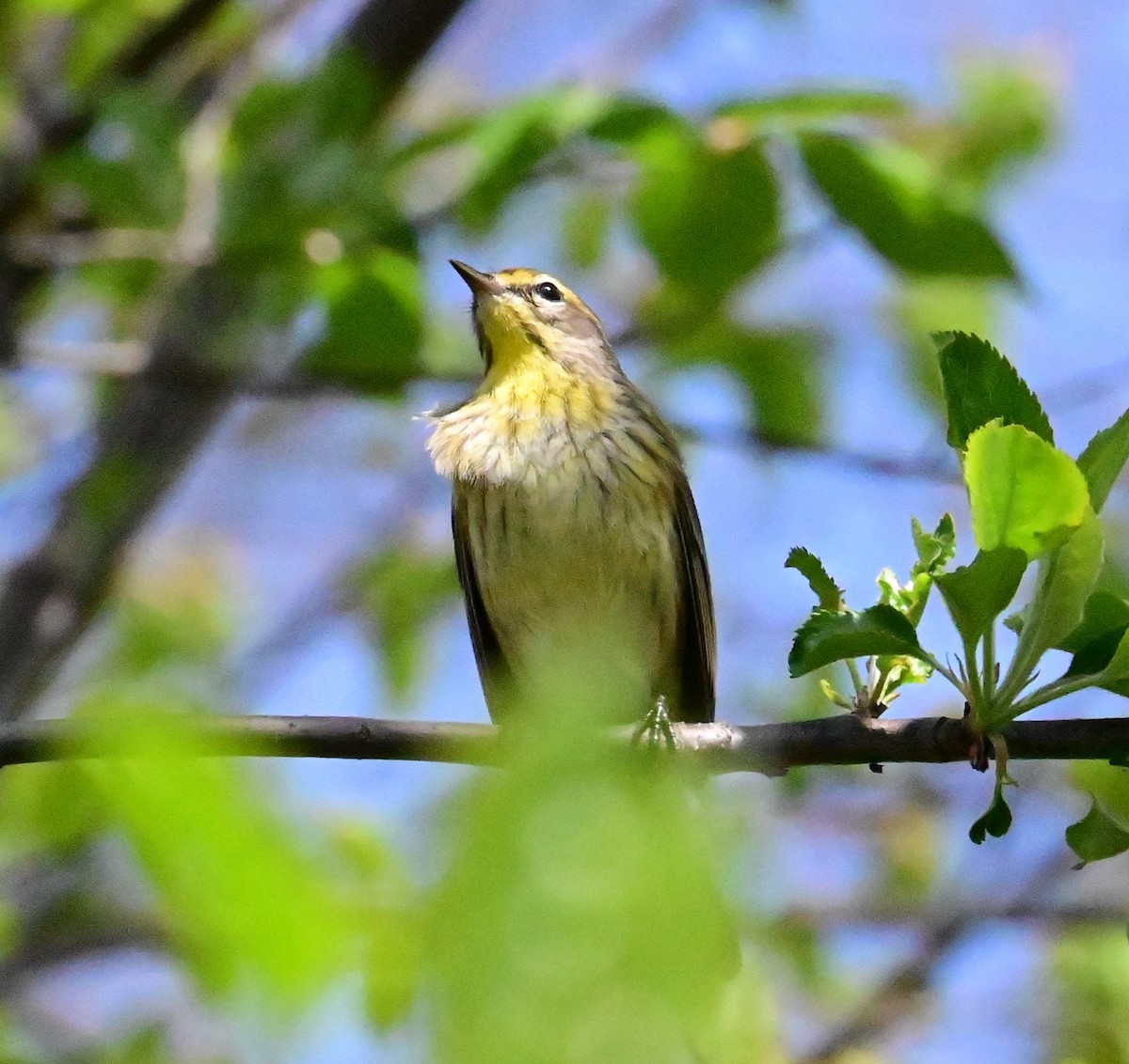 Palm Warbler - Nicolle and H-Boon Lee