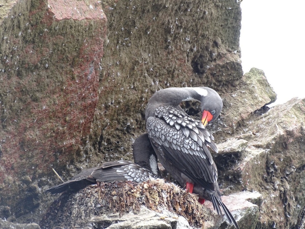 Red-legged Cormorant - ML619117037