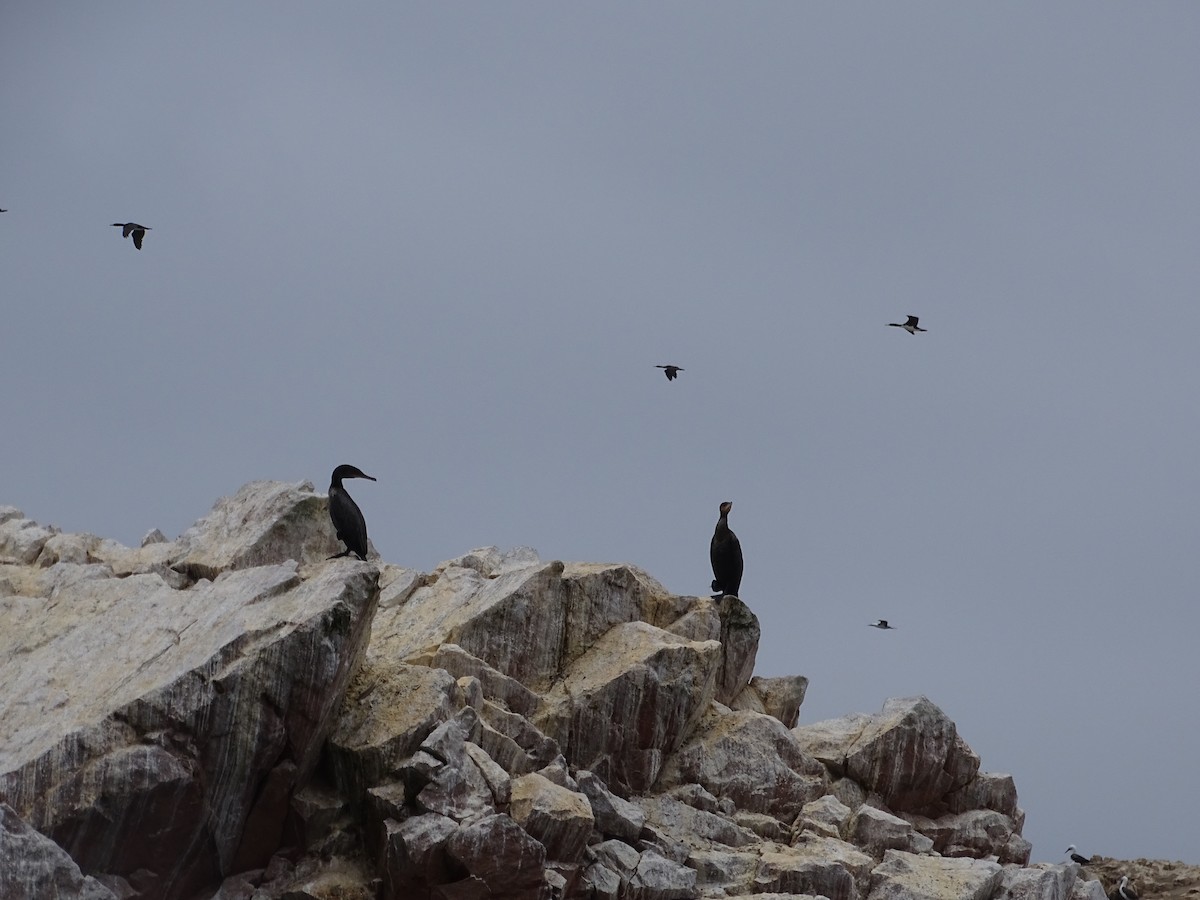 Neotropic Cormorant - ML619117040