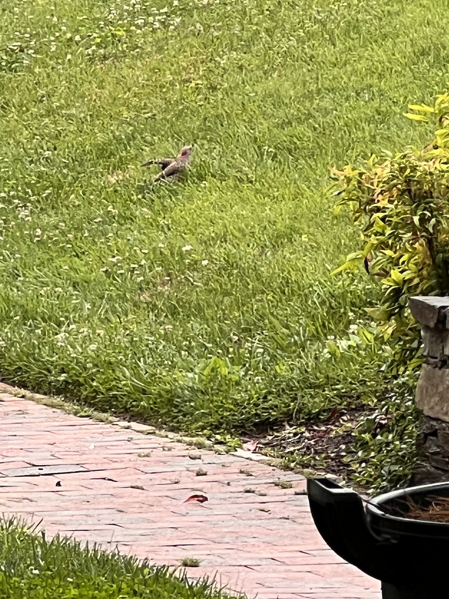 Northern Flicker (Yellow-shafted) - ML619117044