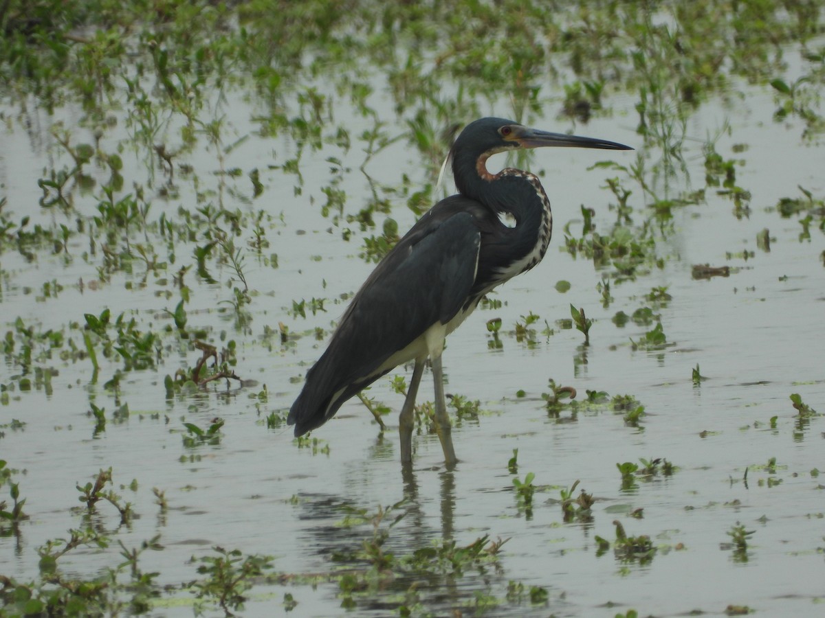 Tricolored Heron - Jose Fernando Sanchez O.