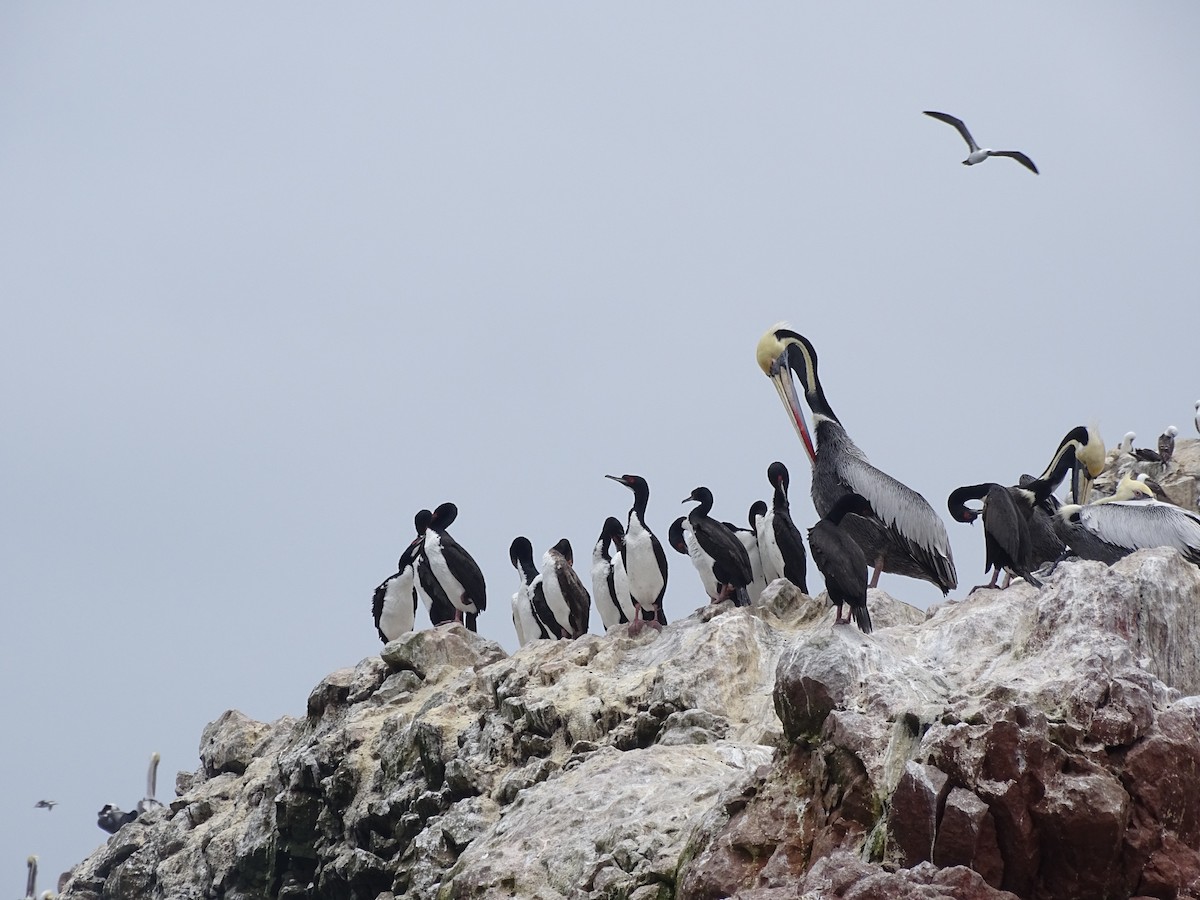 Guanay Cormorant - Vianney Barajas