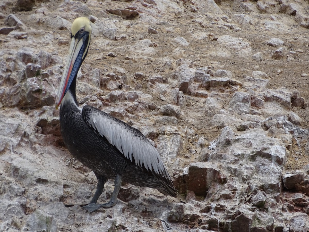 Peruvian Pelican - Vianney Barajas