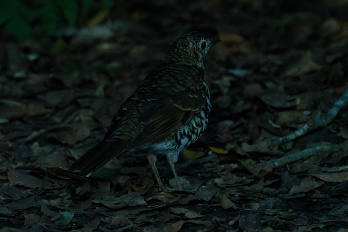 Bassian Thrush - Nathan Hentze