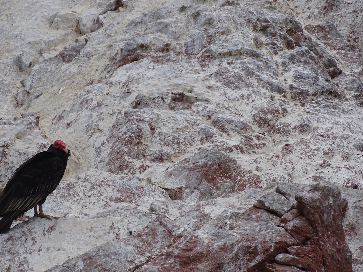 Turkey Vulture - ML619117065