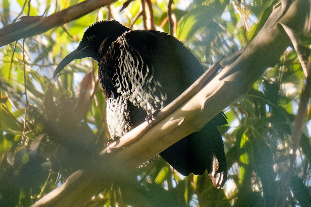 Paradise Riflebird - Nathan Hentze