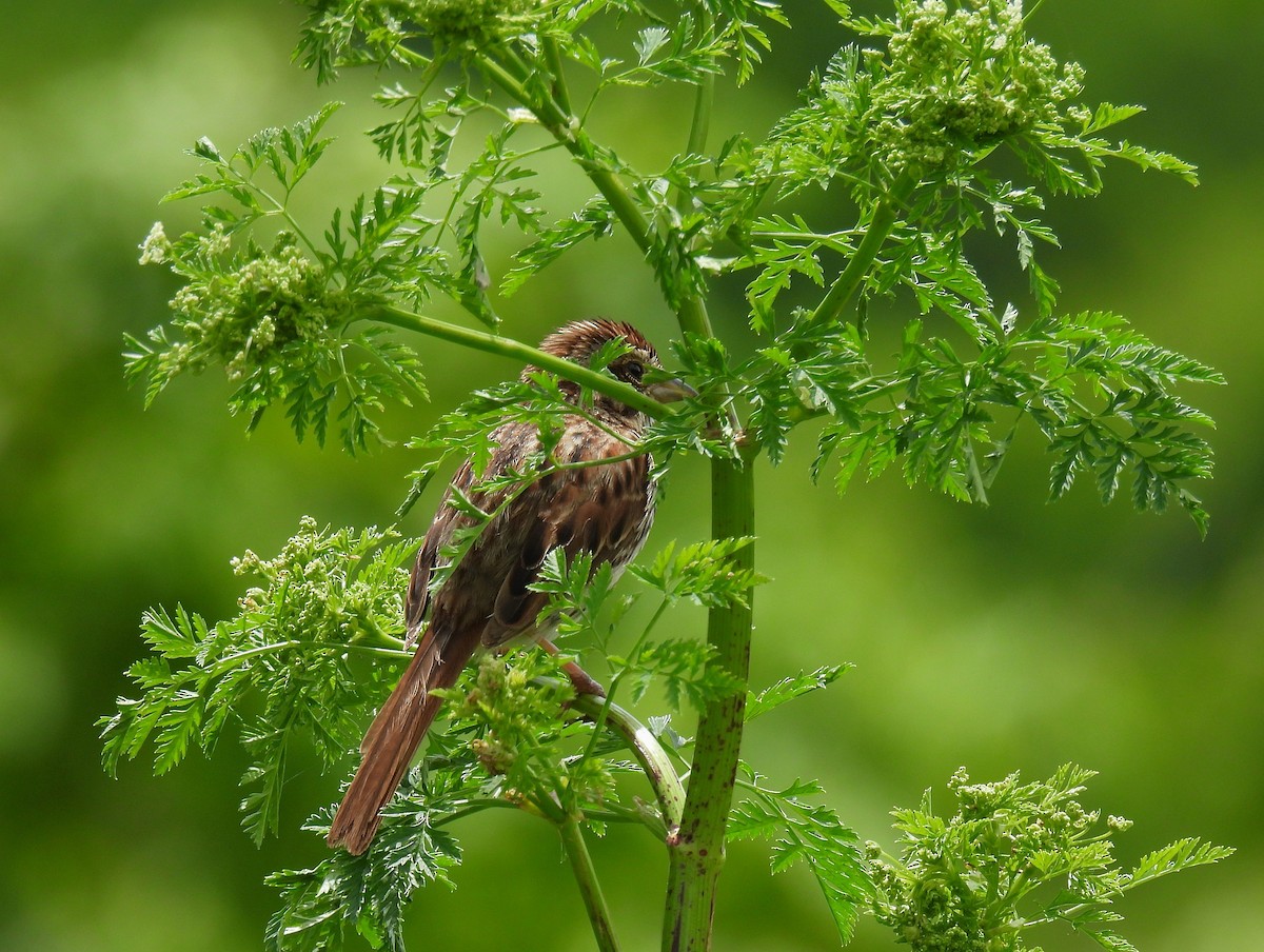 Song Sparrow - Corvus 𓄿