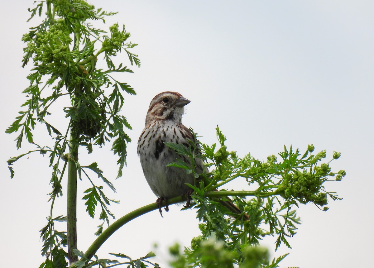 Song Sparrow - Corvus 𓄿