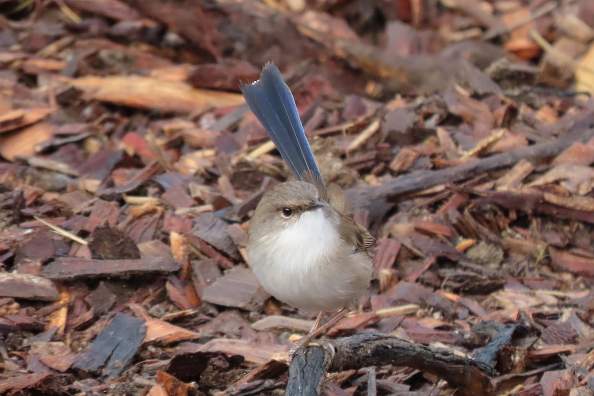 Superb Fairywren - Wendy Shanley