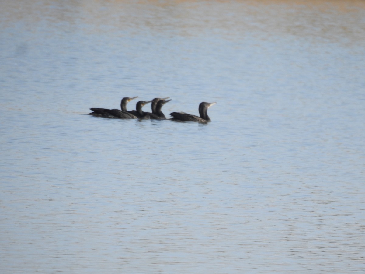 Cormoran à cou brun - ML619117087