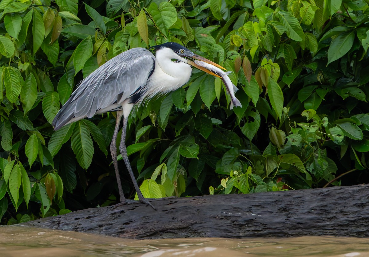 Cocoi Heron - Joe Aliperti