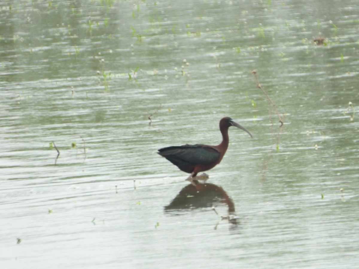 ibis hnědý - ML619117103
