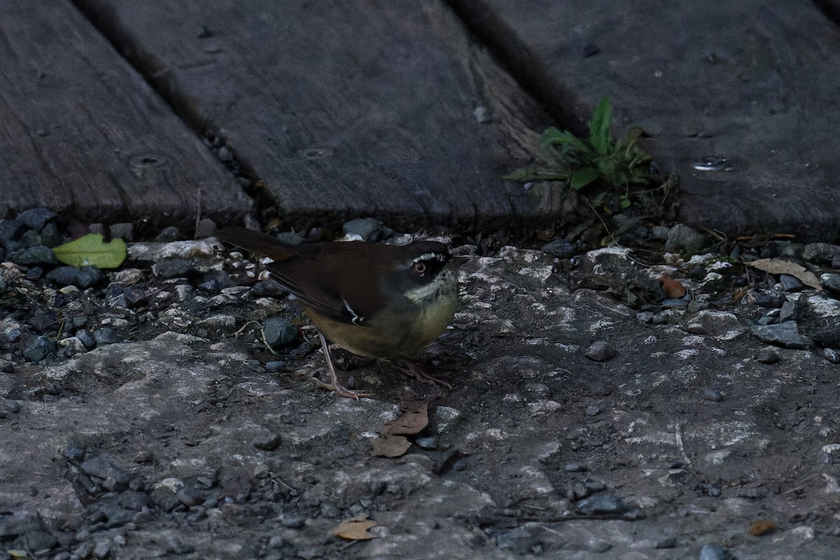 White-browed Scrubwren - Nathan Hentze