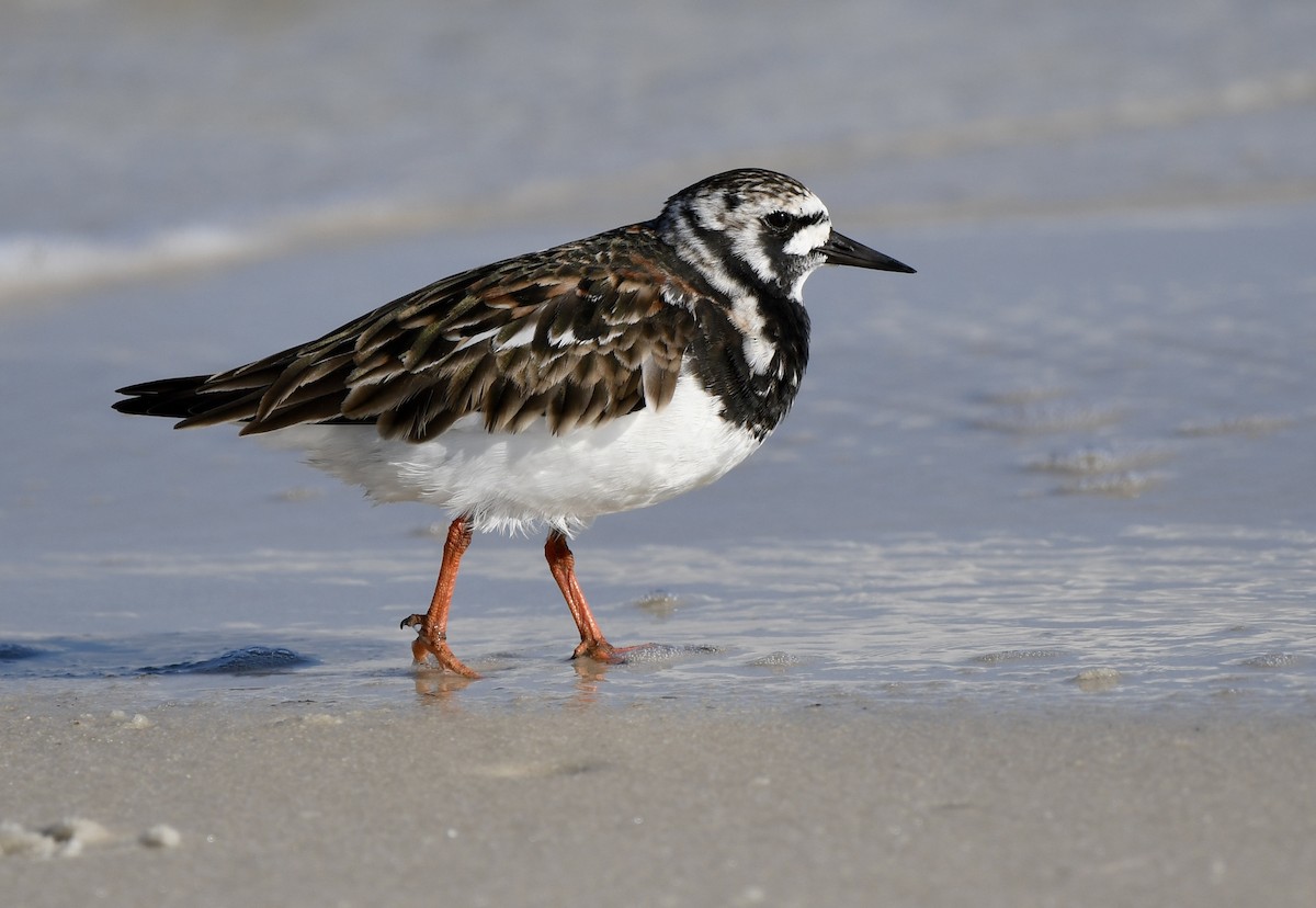 Ruddy Turnstone - Marie Lehmann