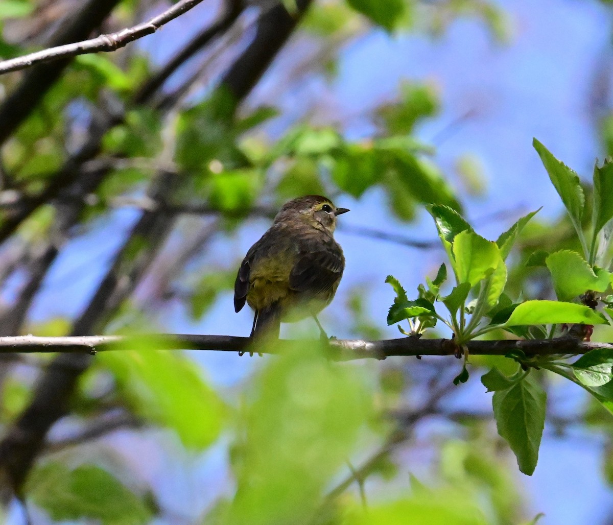 Palm Warbler - Nicolle and H-Boon Lee