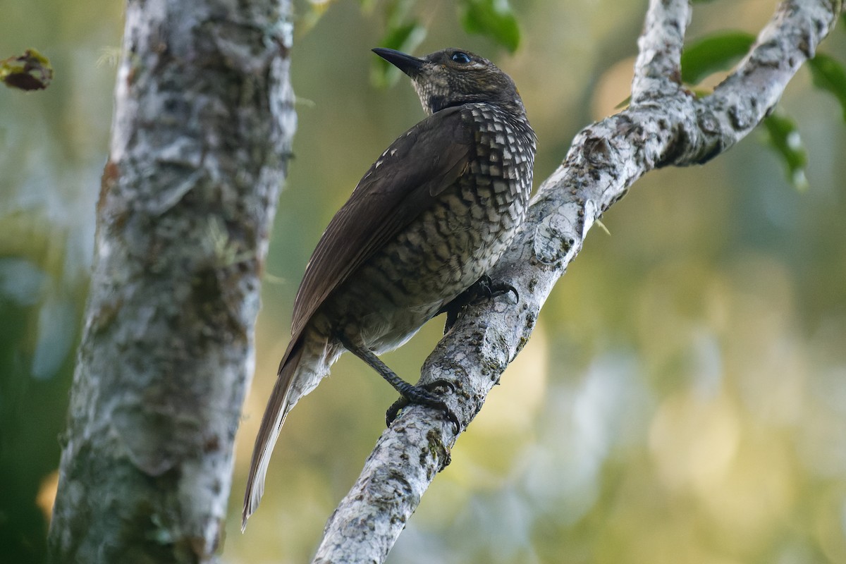 Regent Bowerbird - ML619117121