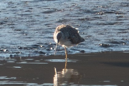 Lesser/Greater Yellowlegs - ML619117130