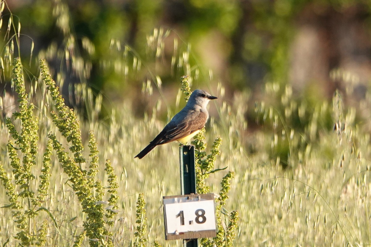 Western Kingbird - ML619117145