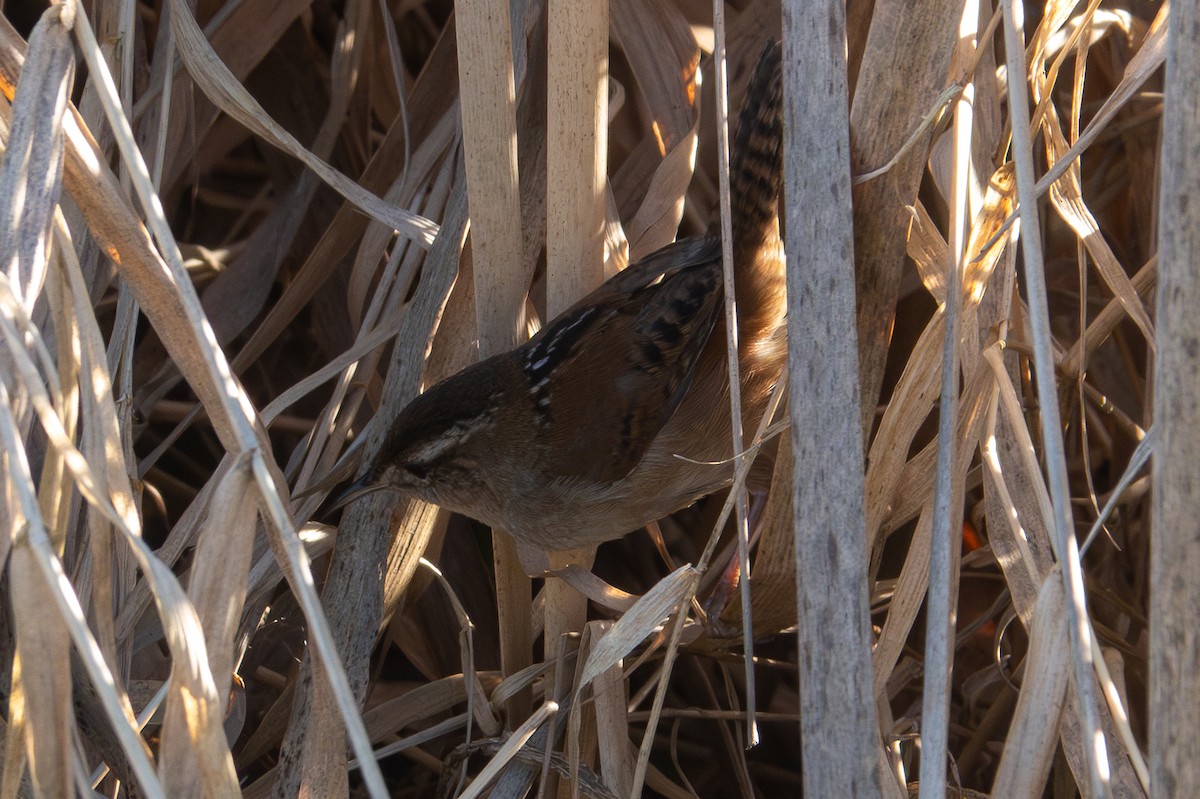 Marsh Wren - Y Y