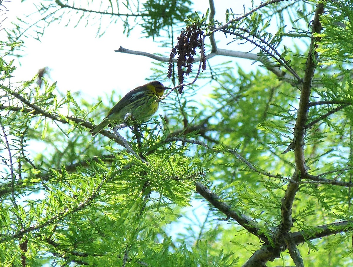 Cape May Warbler - Tony Kurz