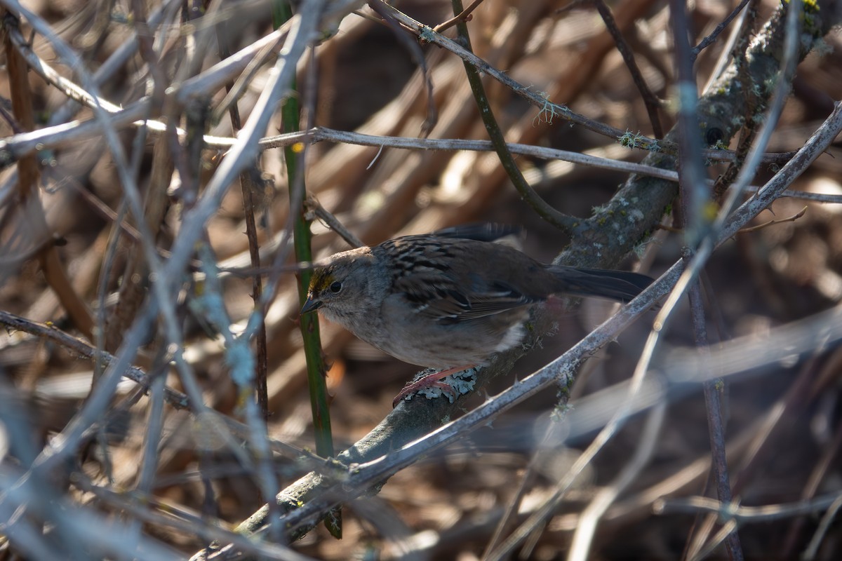 Golden-crowned Sparrow - Y Y