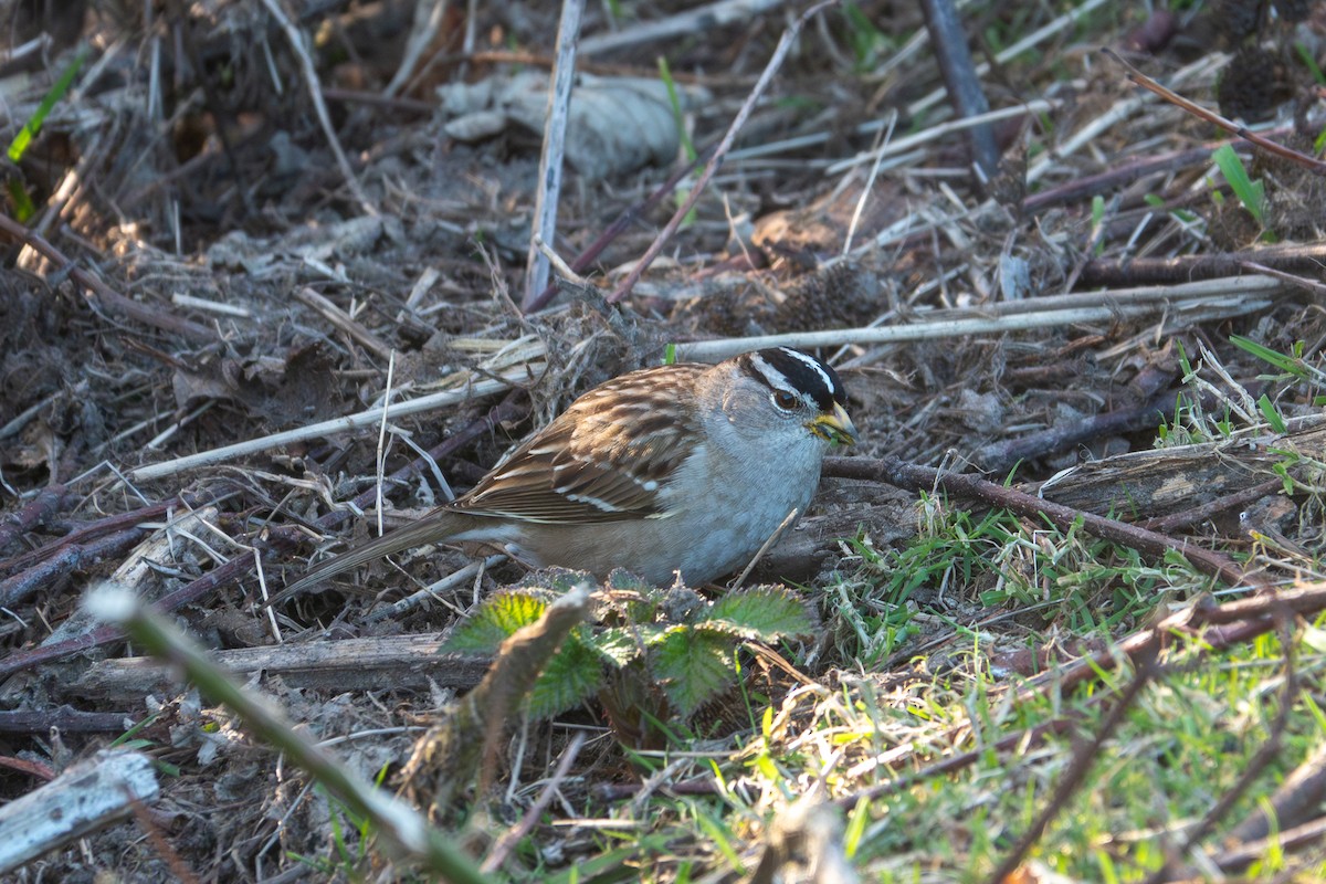 White-crowned Sparrow - Y Y