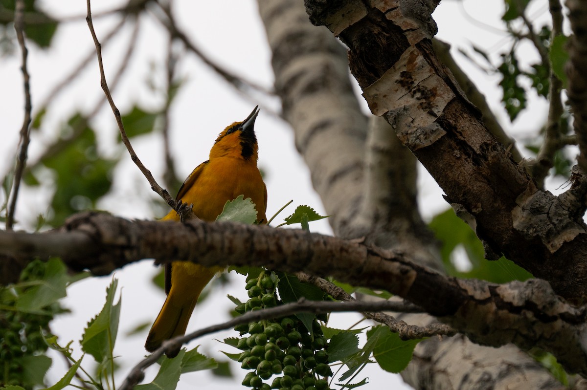 Bullock's Oriole - Isaac Boardman